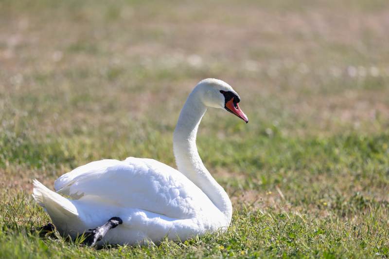 BR8A0980-Knobbelzwaan-Mute-Swan-Hockerschwan-Cygne-Tubercule-Cisne-vulgar_1