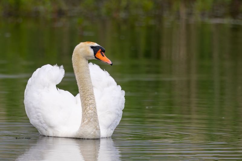 BR8A7811-Knobbelzwaan-Mute-Swan-Hockerschwan-Cygne-Tubercule-Cisne-vulgar_1