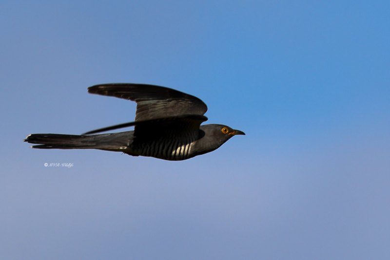 BR8A8004-Koekoek-Common-Cuckoo-Kuckuck-Coucou-Gris-Cuco_1