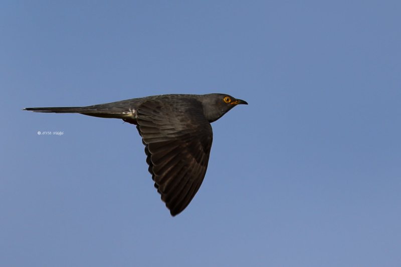 BR8A8005-Koekoek-Common-Cuckoo-Kuckuck-Coucou-Gris-Cuco_1