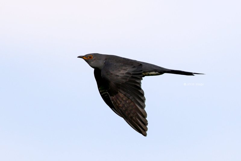BR8A8098-Koekoek-Common-Cuckoo-Kuckuck-Coucou-Gris-Cuco_1