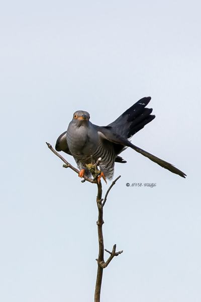 BR8A8114-Koekoek-Common-Cuckoo-Kuckuck-Coucou-Gris-Cuco_1
