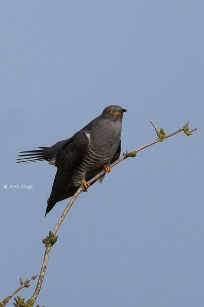 BR8A8165-Koekoek-Common-Cuckoo-Kuckuck-Coucou-Gris-Cuco_1