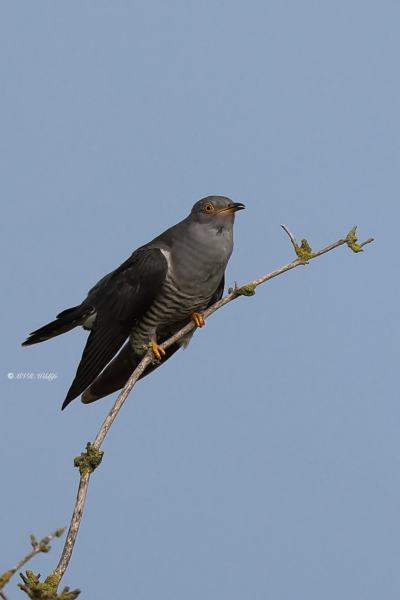 BR8A8170-Koekoek-Common-Cuckoo-Kuckuck-Coucou-Gris-Cuco_1