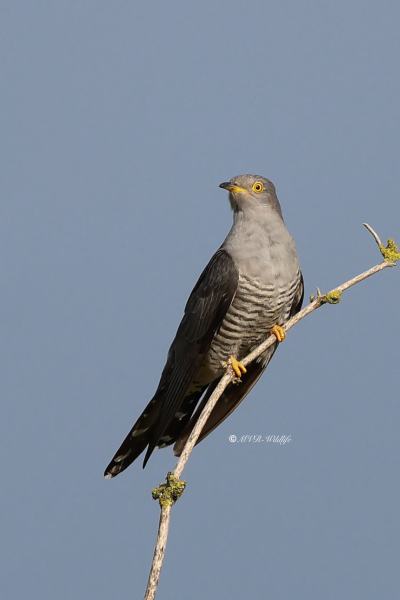 BR8A8202-Koekoek-Common-Cuckoo-Kuckuck-Coucou-Gris-Cuco_1