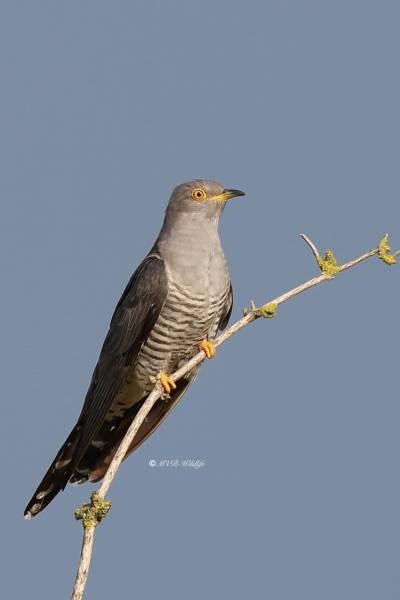 BR8A8207-Koekoek-Common-Cuckoo-Kuckuck-Coucou-Gris-Cuco_1