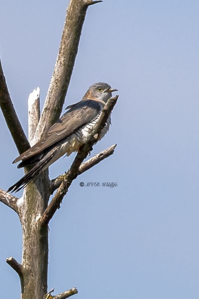BR8A9583-Koekoek-Common-Cuckoo-Kuckuck-Coucou-Gris-Cuco_1