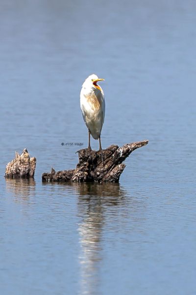 BR8A0733-Koereiger-Cattle-Egret-Kuhreiher-Heron-garde-boeuf-Garcilla-bueyera_1