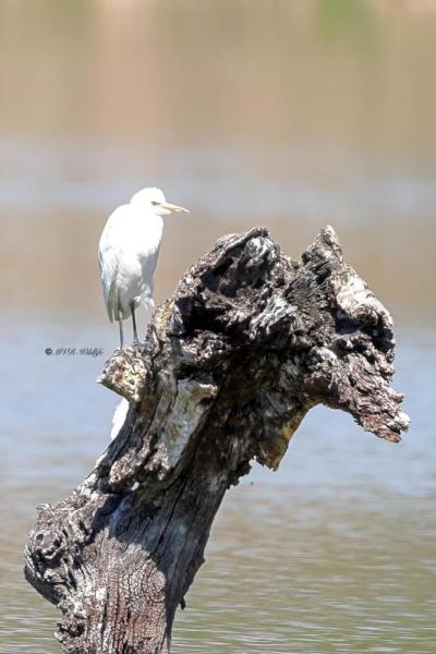 BR8A0808-Koereiger-Cattle-Egret-Kuhreiher-Heron-garde-boeuf-Garcilla-bueyera_1