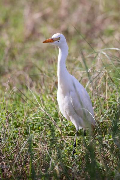 BR8A3959-Koereiger-Cattle-Egret-Kuhreiher-Heron-garde-boeuf-Garcilla-bueyera_1