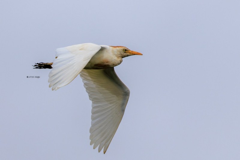 BR8A5145-Koereiger-Cattle-Egret-Kuhreiher-Heron-garde-boeuf-Garcilla-bueyera_1