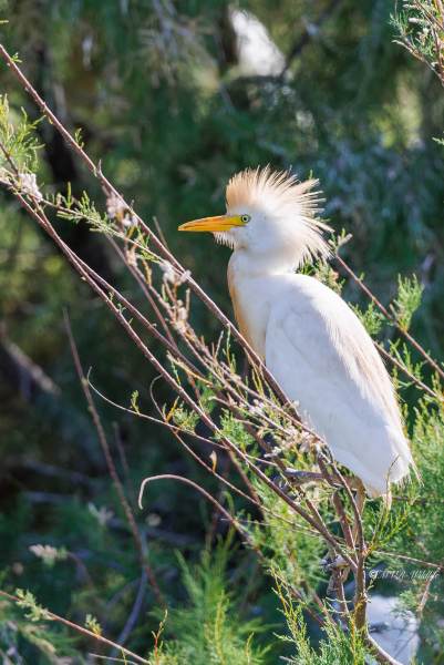 BR8A6809-Koereiger-Cattle-Egret-Kuhreiher-Heron-garde-boeuf-Garcilla-bueyera_1
