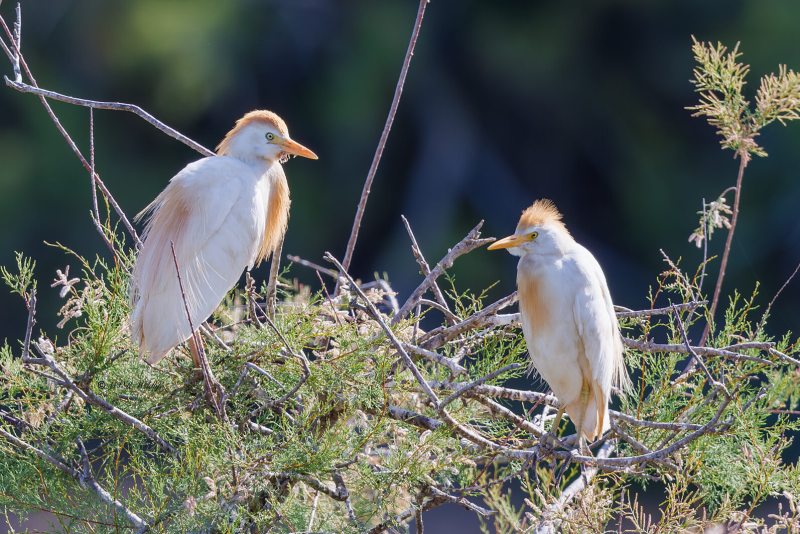 BR8A6822-Koereiger-Cattle-Egret-Kuhreiher-Heron-garde-boeuf-Garcilla-bueyera_1