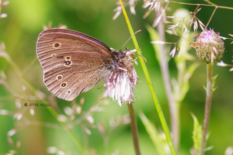 BR8A3242-Koevinkje-Aphantopus-hyperantus-Ringlet-Schornsteinfeger-Tristan-Sortijitas_1