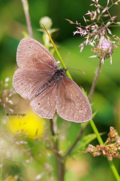 BR8A3244-Koevinkje-Aphantopus-hyperantus-Ringlet-Schornsteinfeger-Tristan-Sortijitas_1