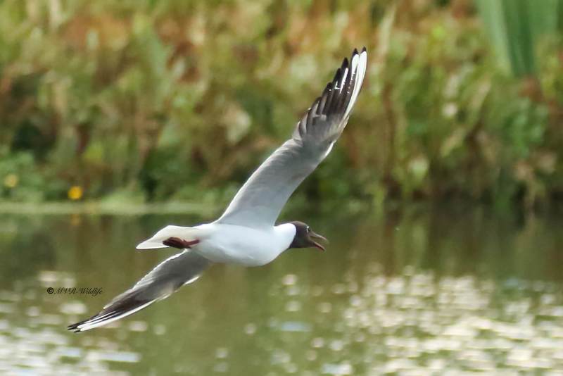 77A1453-Kokmeeuw-Black-headed-Gull-Lachmowe-Mouette-rieuse-Gaviota-reidora_1