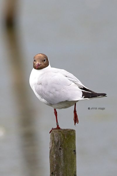 BR8A2431-Kokmeeuw-Black-headed-Gull-Lachmowe-Mouette-rieuse-Gaviota-reidora_1