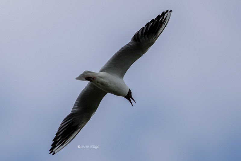 BR8A5123-Kokmeeuw-Black-headed-Gull-Lachmowe-Mouette-rieuse-Gaviota-reidora_1