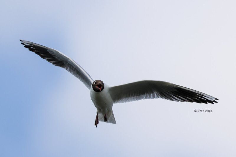 BR8A5125-Kokmeeuw-Black-headed-Gull-Lachmowe-Mouette-rieuse-Gaviota-reidora_1