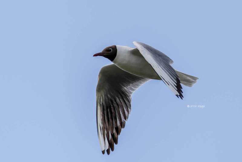 BR8A5136-Kokmeeuw-Black-headed-Gull-Lachmowe-Mouette-rieuse-Gaviota-reidora_1