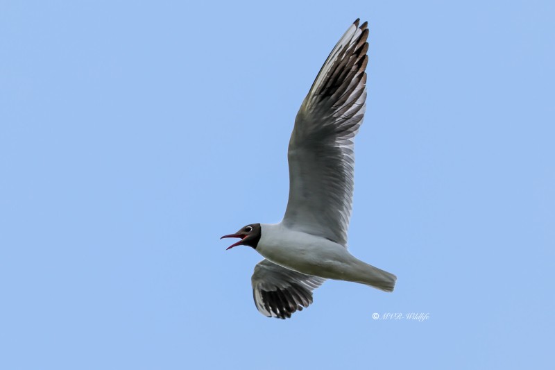 BR8A5137-Kokmeeuw-Black-headed-Gull-Lachmowe-Mouette-rieuse-Gaviota-reidora_1