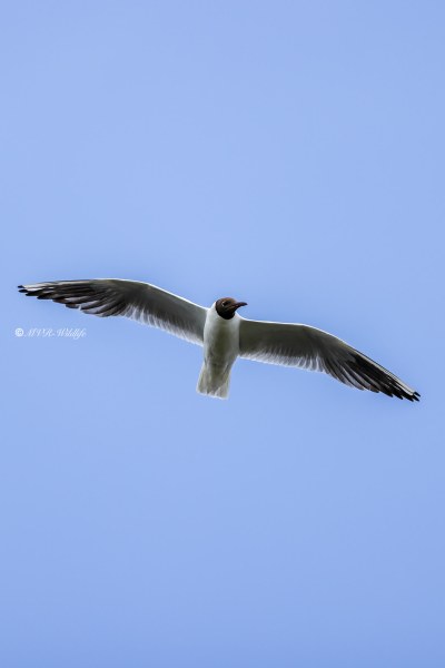BR8A5141-Kokmeeuw-Black-headed-Gull-Lachmowe-Mouette-rieuse-Gaviota-reidora_1