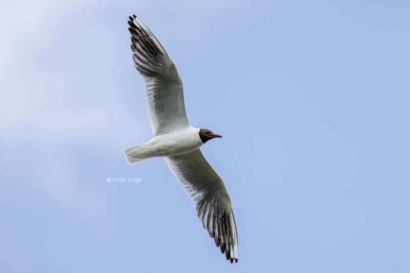 BR8A5146-Kokmeeuw-Black-headed-Gull-Lachmowe-Mouette-rieuse-Gaviota-reidora_1