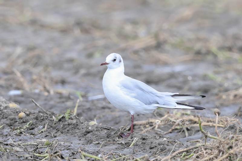 BR8A6062-Kokmeeuw-Black-headed-Gull-Lachmowe-Mouette-rieuse-Gaviota-reidora_1