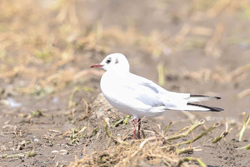 BR8A6066-Kokmeeuw-Black-headed-Gull-Lachmowe-Mouette-rieuse-Gaviota-reidora_1