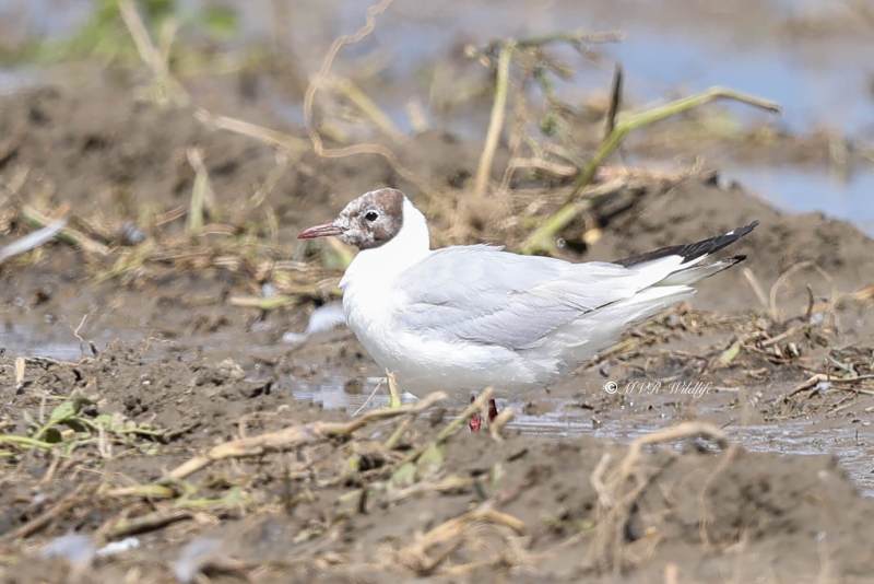 BR8A6079-Kokmeeuw-Black-headed-Gull-Lachmowe-Mouette-rieuse-Gaviota-reidora_1
