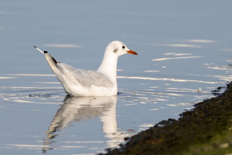 BR8A6791-Kokmeeuw-Black-headed-Gull-Lachmowe-Mouette-rieuse-Gaviota-reidora_1