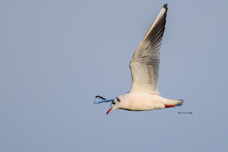 BR8A8627-Kokmeeuw-Black-headed-Gull-Lachmowe-Mouette-rieuse-Gaviota-reidora_1