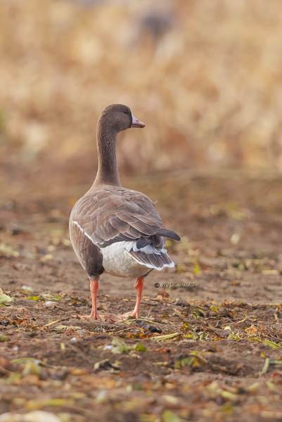 BR8A8801-Kolgans-Anser-albifrons-Greater-White-fronted-Blassgans-Oie-rieuse-Ansar-careto_1