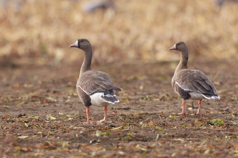 BR8A8804-Kolgans-Anser-albifrons-Greater-White-fronted-Blassgans-Oie-rieuse-Ansar-careto_1