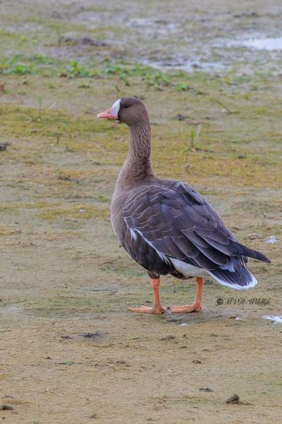 BR8A8998-Kolgans-Anser-albifrons-Greater-White-fronted-Blassgans-Oie-rieuse-Ansar-careto_1