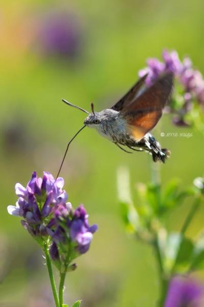 B65A2815-Kolibrievlinder-Macroglossum-Stellatarum-Hummingbird-Hawk-moth-Taubenschwanzchen-le-Moro-Sphinx-le-Sphinx-du-caille-lait-lOiseau-Mouche_1
