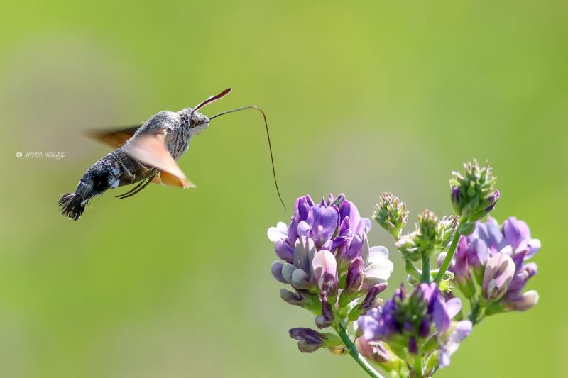 B65A2818-Kolibrievlinder-Macroglossum-Stellatarum-Hummingbird-Hawk-moth-Taubenschwanzchen-le-Moro-Sphinx-le-Sphinx-du-caille-lait-lOiseau-Mouche_1