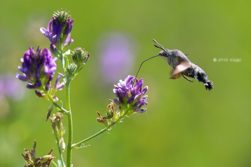B65A2830-Kolibrievlinder-Macroglossum-Stellatarum-Hummingbird-Hawk-moth-Taubenschwanzchen-le-Moro-Sphinx-le-Sphinx-du-caille-lait-lOiseau-Mouche_1
