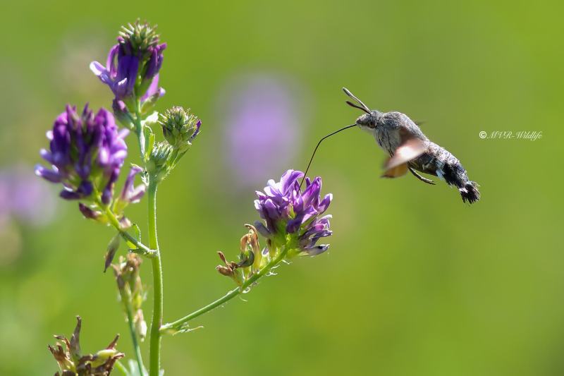 B65A2830-Kolibrievlinder-Macroglossum-Stellatarum-Hummingbird-Hawk-moth-Taubenschwanzchen-le-Moro-Sphinx-le-Sphinx-du-caille-lait-lOiseau-Mouche_1
