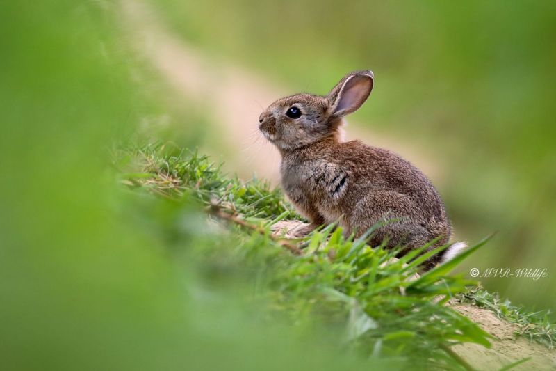 B65A0811-Konijn-European-Rabbit-Wildkaninchen-Lapin-de-garenne-Conejo-europeo_1