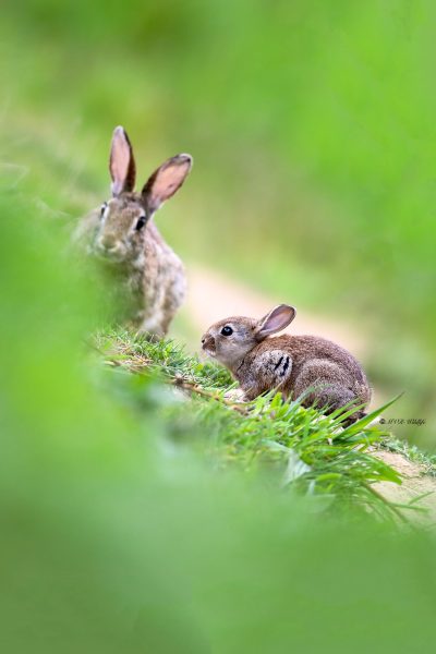 B65A0815-Konijn-European-Rabbit-Wildkaninchen-Lapin-de-garenne-Conejo-europeo_1