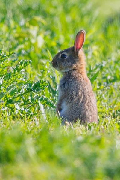 BR8A7238-Konijn-European-Rabbit-Wildkaninchen-Lapin-de-garenne-Conejo-europeo_1