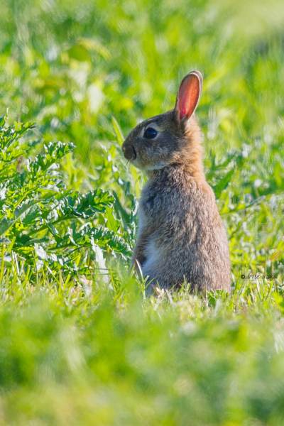 BR8A7238-Konijn-European-Rabbit-Wildkaninchen-Lapin-de-garenne-Conejo-europeo_1