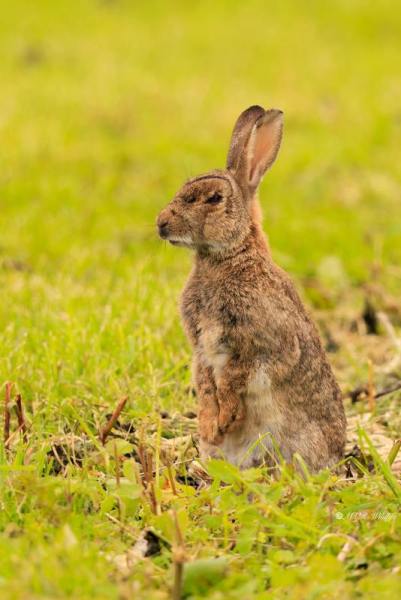 BR8A8879-Konijn-European-Rabbit-Wildkaninchen-Lapin-de-garenne-Conejo-europeo_1