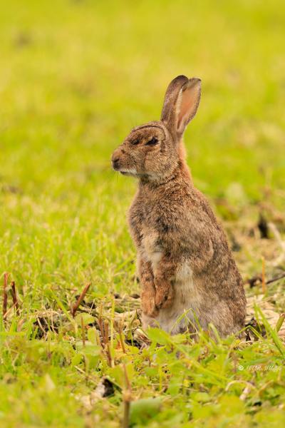 BR8A8879-Konijn-European-Rabbit-Wildkaninchen-Lapin-de-garenne-Conejo-europeo_1