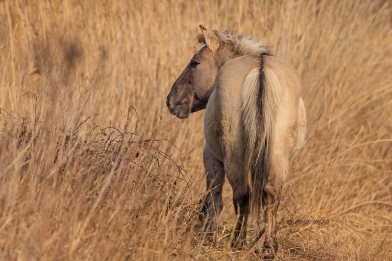 BR8A5765-konik_1