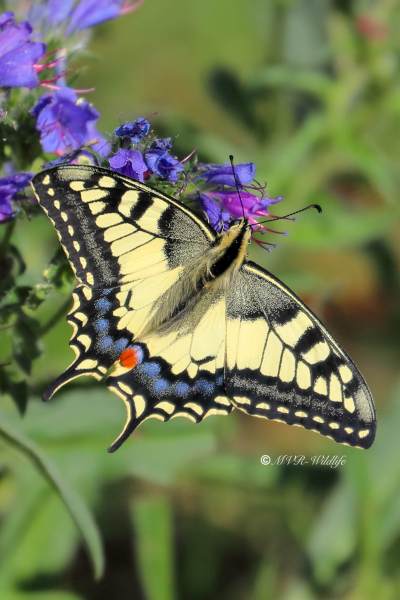 B65A0459-Koninginnenpage-Papilio-Machaon-Swallowtail-Schwalbenschwanz-Le-Grand-Portequeue_1
