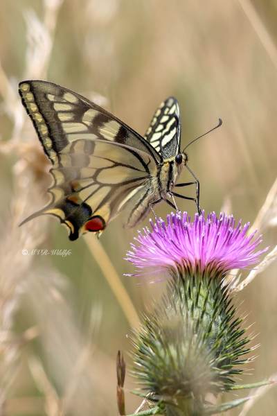 B65A0676-Koninginnenpage-Papilio-Machaon-Swallowtail-Schwalbenschwanz-Le-Grand-Portequeue_1