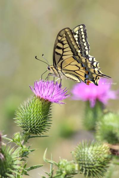 B65A3000-Koninginnenpage-Papilio-Machaon-Swallowtail-Schwalbenschwanz-Le-Grand-Portequeue_1