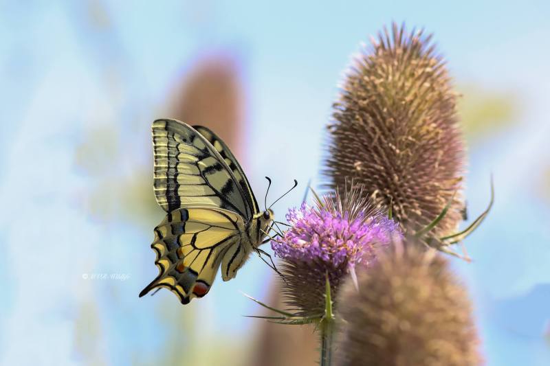 B65A3009-Koninginnenpage-Papilio-Machaon-Swallowtail-Schwalbenschwanz-Le-Grand-Portequeue_1